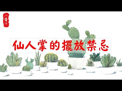 仙人掌要放哪裡|【仙人掌放哪裡】仙人掌放哪裡？擺放指南提升財運、避官司